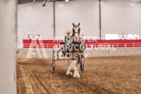 Petes Equine Photography of the draft horse hitch and mini horse competitions at the 2024 Ancaster Fair.