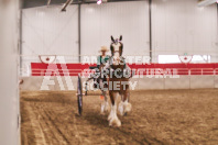 Petes Equine Photography of the draft horse hitch and mini horse competitions at the 2024 Ancaster Fair.