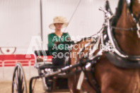 Petes Equine Photography of the draft horse hitch and mini horse competitions at the 2024 Ancaster Fair.