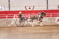 Petes Equine Photography of the draft horse hitch and mini horse competitions at the 2024 Ancaster Fair.