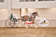 Petes Equine Photography of the draft horse hitch and mini horse competitions at the 2024 Ancaster Fair.