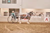 Petes Equine Photography of the draft horse hitch and mini horse competitions at the 2024 Ancaster Fair.