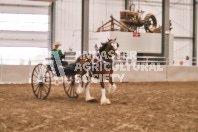 Petes Equine Photography of the draft horse hitch and mini horse competitions at the 2024 Ancaster Fair.