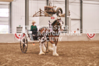 Petes Equine Photography of the draft horse hitch and mini horse competitions at the 2024 Ancaster Fair.