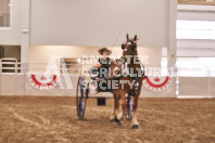 Petes Equine Photography of the draft horse hitch and mini horse competitions at the 2024 Ancaster Fair.