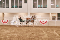 Petes Equine Photography of the draft horse hitch and mini horse competitions at the 2024 Ancaster Fair.