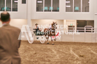 Petes Equine Photography of the draft horse hitch and mini horse competitions at the 2024 Ancaster Fair.