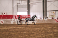 Petes Equine Photography of the draft horse hitch and mini horse competitions at the 2024 Ancaster Fair.