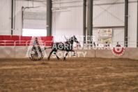 Petes Equine Photography of the draft horse hitch and mini horse competitions at the 2024 Ancaster Fair.