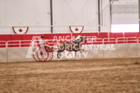 Petes Equine Photography of the draft horse hitch and mini horse competitions at the 2024 Ancaster Fair.