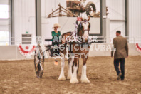 Petes Equine Photography of the draft horse hitch and mini horse competitions at the 2024 Ancaster Fair.