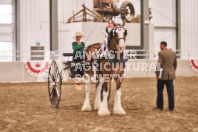 Petes Equine Photography of the draft horse hitch and mini horse competitions at the 2024 Ancaster Fair.