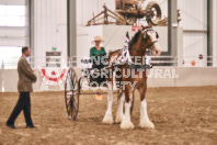 Petes Equine Photography of the draft horse hitch and mini horse competitions at the 2024 Ancaster Fair.