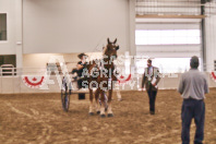 Petes Equine Photography of the draft horse hitch and mini horse competitions at the 2024 Ancaster Fair.