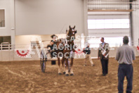 Petes Equine Photography of the draft horse hitch and mini horse competitions at the 2024 Ancaster Fair.