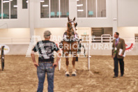 Petes Equine Photography of the draft horse hitch and mini horse competitions at the 2024 Ancaster Fair.