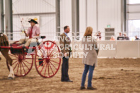 Petes Equine Photography of the draft horse hitch and mini horse competitions at the 2024 Ancaster Fair.