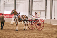 Petes Equine Photography of the draft horse hitch and mini horse competitions at the 2024 Ancaster Fair.