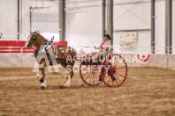 Petes Equine Photography of the draft horse hitch and mini horse competitions at the 2024 Ancaster Fair.