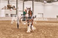 Petes Equine Photography of the draft horse hitch and mini horse competitions at the 2024 Ancaster Fair.