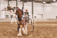 Petes Equine Photography of the draft horse hitch and mini horse competitions at the 2024 Ancaster Fair.