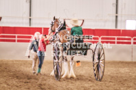 Petes Equine Photography of the draft horse hitch and mini horse competitions at the 2024 Ancaster Fair.