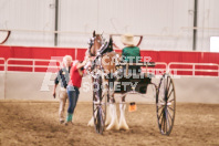 Petes Equine Photography of the draft horse hitch and mini horse competitions at the 2024 Ancaster Fair.