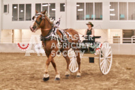 Petes Equine Photography of the draft horse hitch and mini horse competitions at the 2024 Ancaster Fair.