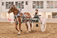 Petes Equine Photography of the draft horse hitch and mini horse competitions at the 2024 Ancaster Fair.