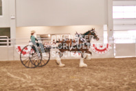 Petes Equine Photography of the draft horse hitch and mini horse competitions at the 2024 Ancaster Fair.