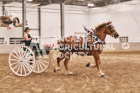 Petes Equine Photography of the draft horse hitch and mini horse competitions at the 2024 Ancaster Fair.