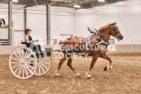 Petes Equine Photography of the draft horse hitch and mini horse competitions at the 2024 Ancaster Fair.