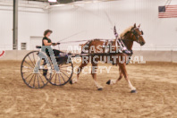 Petes Equine Photography of the draft horse hitch and mini horse competitions at the 2024 Ancaster Fair.