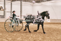 Petes Equine Photography of the draft horse hitch and mini horse competitions at the 2024 Ancaster Fair.