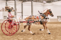 Petes Equine Photography of the draft horse hitch and mini horse competitions at the 2024 Ancaster Fair.