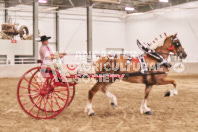 Petes Equine Photography of the draft horse hitch and mini horse competitions at the 2024 Ancaster Fair.