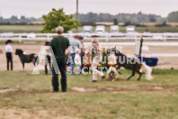 Petes Equine Photography of the draft horse hitch and mini horse competitions at the 2024 Ancaster Fair.