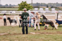 Petes Equine Photography of the draft horse hitch and mini horse competitions at the 2024 Ancaster Fair.