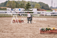 Petes Equine Photography of the draft horse hitch and mini horse competitions at the 2024 Ancaster Fair.