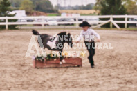 Petes Equine Photography of the draft horse hitch and mini horse competitions at the 2024 Ancaster Fair.