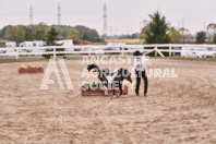 Petes Equine Photography of the draft horse hitch and mini horse competitions at the 2024 Ancaster Fair.