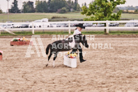 Petes Equine Photography of the draft horse hitch and mini horse competitions at the 2024 Ancaster Fair.