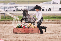 Petes Equine Photography of the draft horse hitch and mini horse competitions at the 2024 Ancaster Fair.