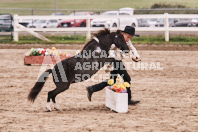 Petes Equine Photography of the draft horse hitch and mini horse competitions at the 2024 Ancaster Fair.