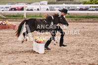 Petes Equine Photography of the draft horse hitch and mini horse competitions at the 2024 Ancaster Fair.