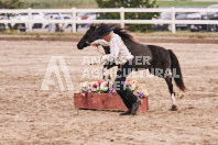 Petes Equine Photography of the draft horse hitch and mini horse competitions at the 2024 Ancaster Fair.