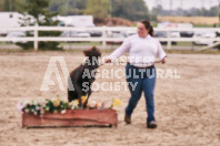 Petes Equine Photography of the draft horse hitch and mini horse competitions at the 2024 Ancaster Fair.