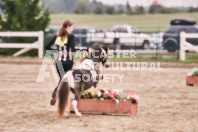 Petes Equine Photography of the draft horse hitch and mini horse competitions at the 2024 Ancaster Fair.