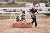 Petes Equine Photography of the draft horse hitch and mini horse competitions at the 2024 Ancaster Fair.