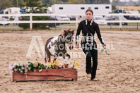 Petes Equine Photography of the draft horse hitch and mini horse competitions at the 2024 Ancaster Fair.